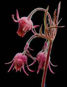 Geum triflorum, Prairie Smoke